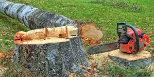 Best Emergency Tree Removal  in Ashville, OH